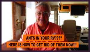 How to get rid of RV ants