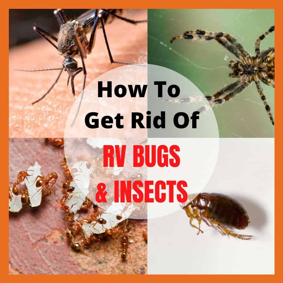 RV Bugs And Insects - How To Get Rid Of Them For Good
