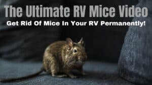 How to Get Rid of Mice in an RV: My Best Tips And Advice!
